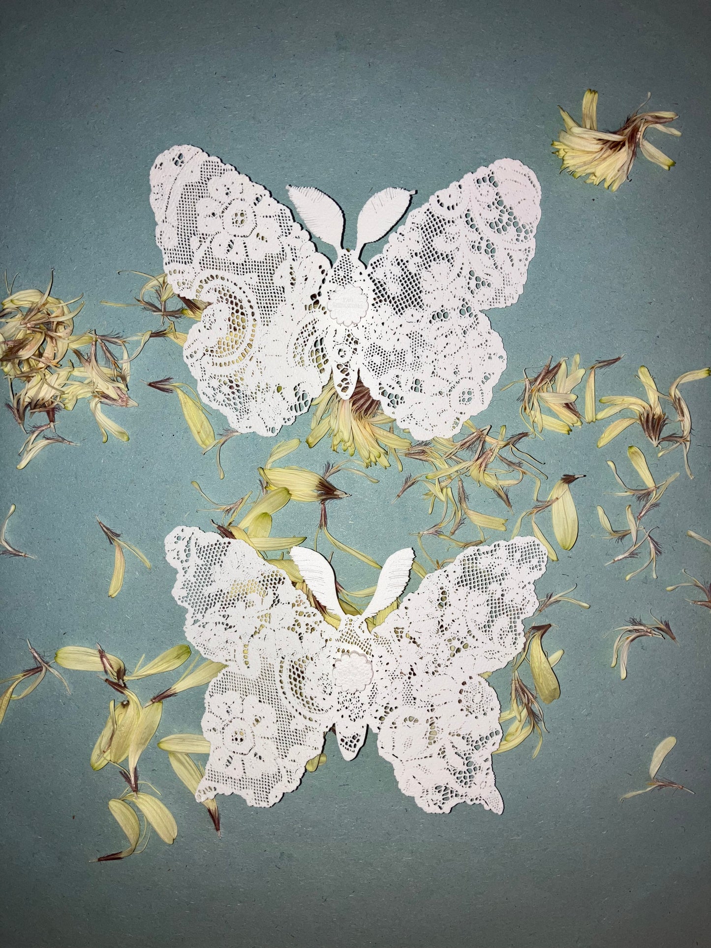 Tao Shirokoma - magnet -papillon de nuit 1