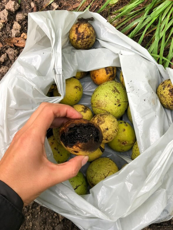 Mifi Mifi - Kuri Bag 1